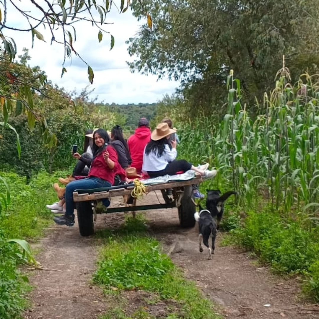 Visitantes disfrutando un recorrido en carreta por los campos de maíz azul en Calpan
